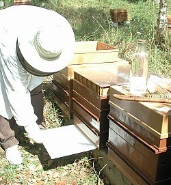 Planche de fond de ruche Nicot