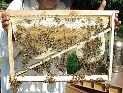 Le cadre à jambage, une aide incontestable dans la reconstruction des cheptels d'abeilles