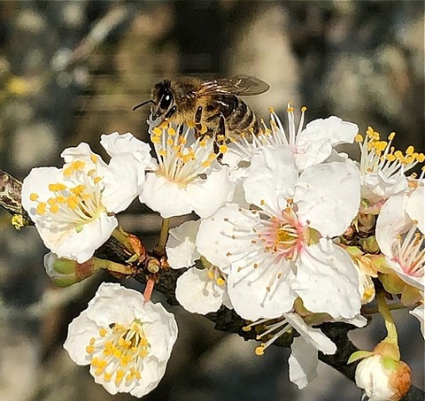 La fécondation des fleurs, un acte perpétué depuis la nuit des temps par les abeilles
