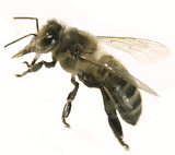 Vente d'essaims d'abeilles noires et ruches peuplées