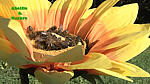 Distribution du pollen grâce aux fleurs pollinifères pollenifères