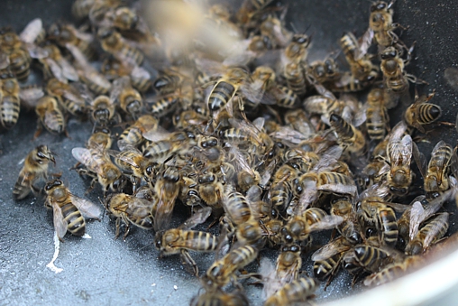 L'abeille Noire, une abeille endémique à protéger impérativement