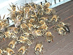 l'abeille ne peut se contenter que de lècher ou sucer
