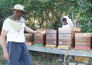 Pratique d'apiculture Naturelle