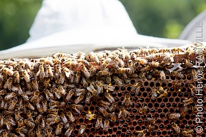 Le Miel en rayon c'est un miel stocké sur un cadre