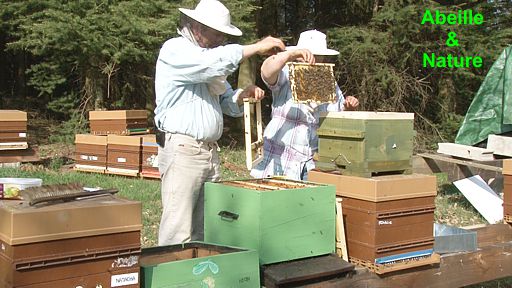 Cadres pour apiculture warré
