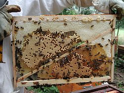 Le cadre à jambage est maintenant terminé. le couvain est présent et operculé, les alvéoles de supérieures sont remplies de miel et pollen