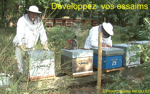 Developpement des essaims d'abeilles