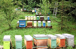 Pour Débuter en apiculture, commandez vos essaims chez un éleveur pro