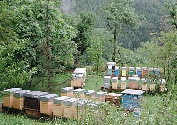 Pour votre achat d'Abeilles: Pensez Abeille-et-Nature.com - Vente et achat d'essaims d'abeilles