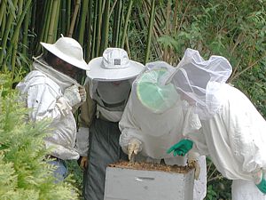 Formez-vous ! Faite un stage de formation DIF à l'apiculture