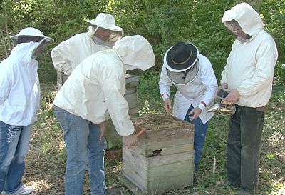 Bernard NICOLLET - Votre professeur d'apiculture