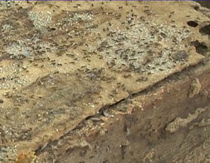 Les fourmis sont un moyen totalement naturel pour éliminer le varroa