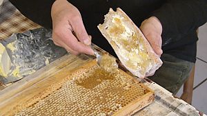 Manger le miel en rayon, miel dans ses alvéoles