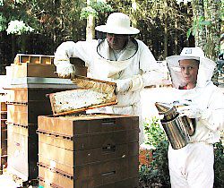 Le Parrainage d'un jeune apiculteur. Comment aider l'apiculture française ?