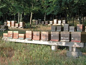 Parrainer une ruche ruche : Comment parrainer une ruche, dans quelle optique ?