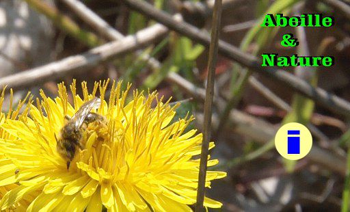 Le Pollen bio, une nourriture essentielle pour vos abeilles