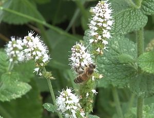 Pollinisation assurée avec les abeilles