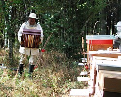 Production de miel: le retrait des hausses