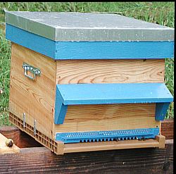 Dans les ruchers statiques, les ruches à 12 cadres Dadant passent généralement mieux les hivers un peu longs.