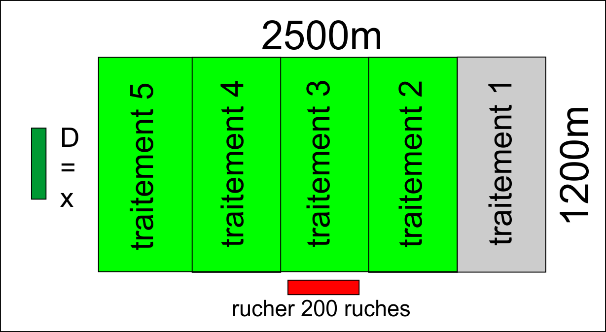 sécheresse, surexploitation, surnombre de ruche, manque de formation = suicide de l'apiculture 