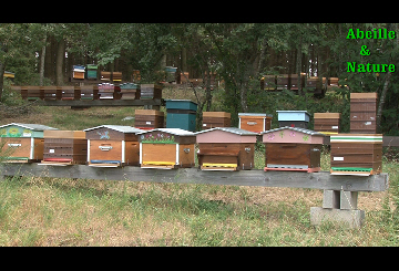 Rucher d'élevage des abeilles: des colonies souches 