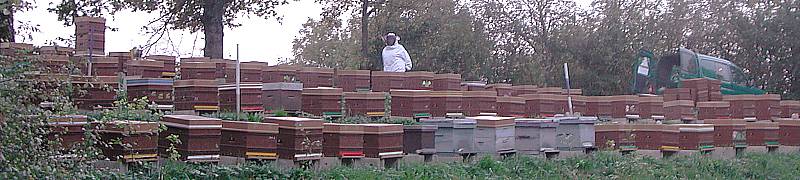 Rucher d'élevage d'abeilles et d'expérimentation sur la disparition de l'abeille