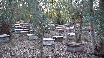 Nombre de ruches trop important 