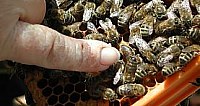 Le cours d'apiculture par internet