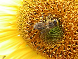 l'abeille butineuse du nectar et du pollen