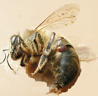 La photo montre un gros Varroa luste sous le 1er tergite de l'abeille
