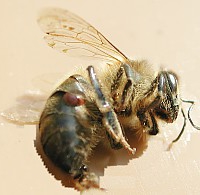 Varroa sur abeille