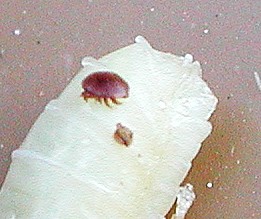 varroa en train de squatter une larve de bourdon