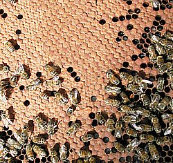 Essaims d'abeilles pour ruche Dadant ou Voirnot